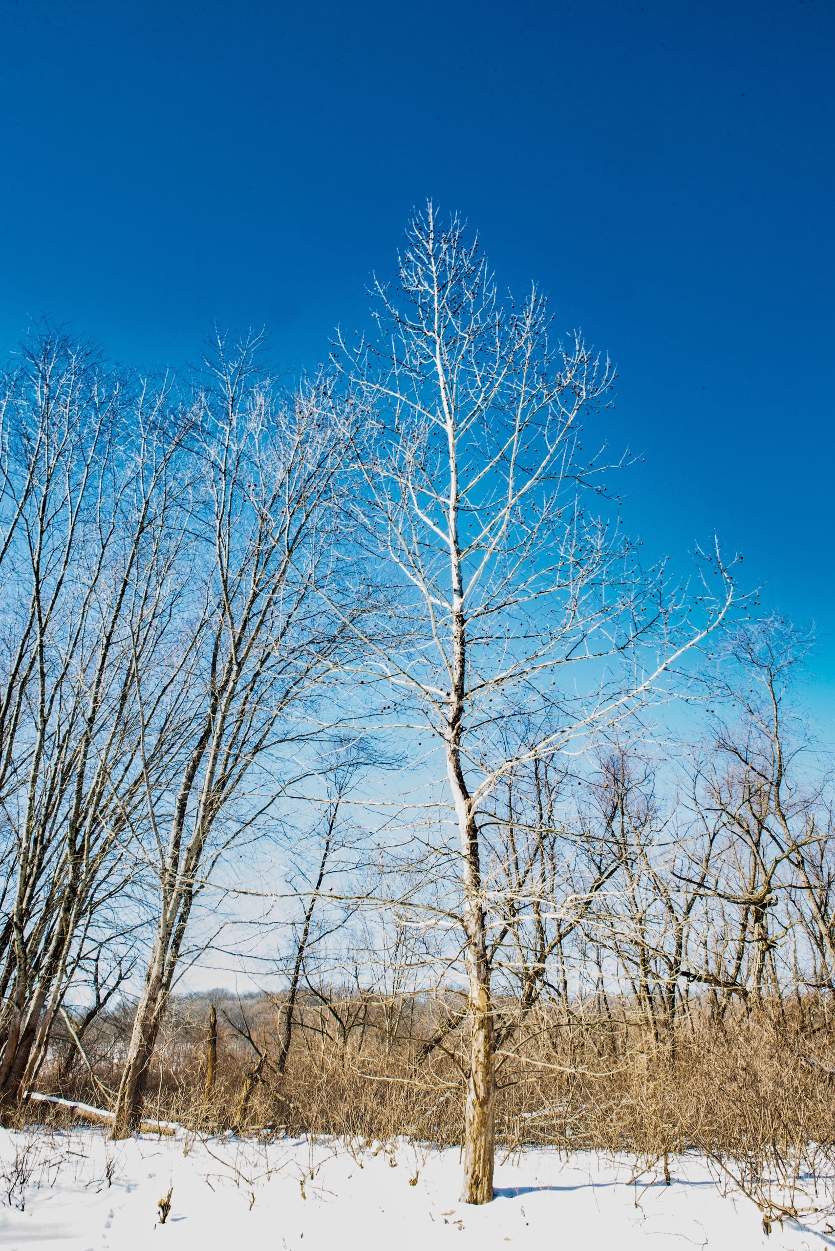 a leafless sycamore tree contrasts against white snow and blue winter sky