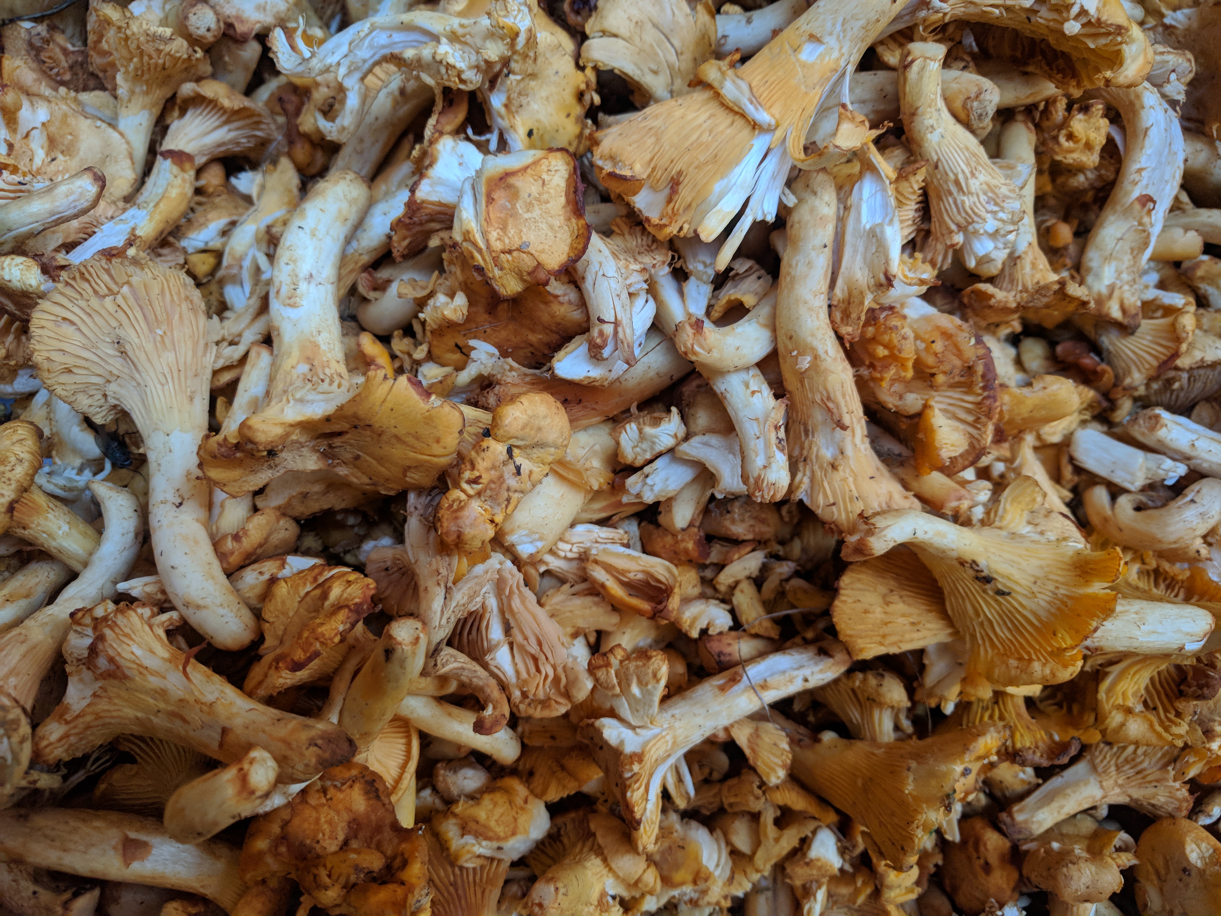 chanterelle mushrooms
