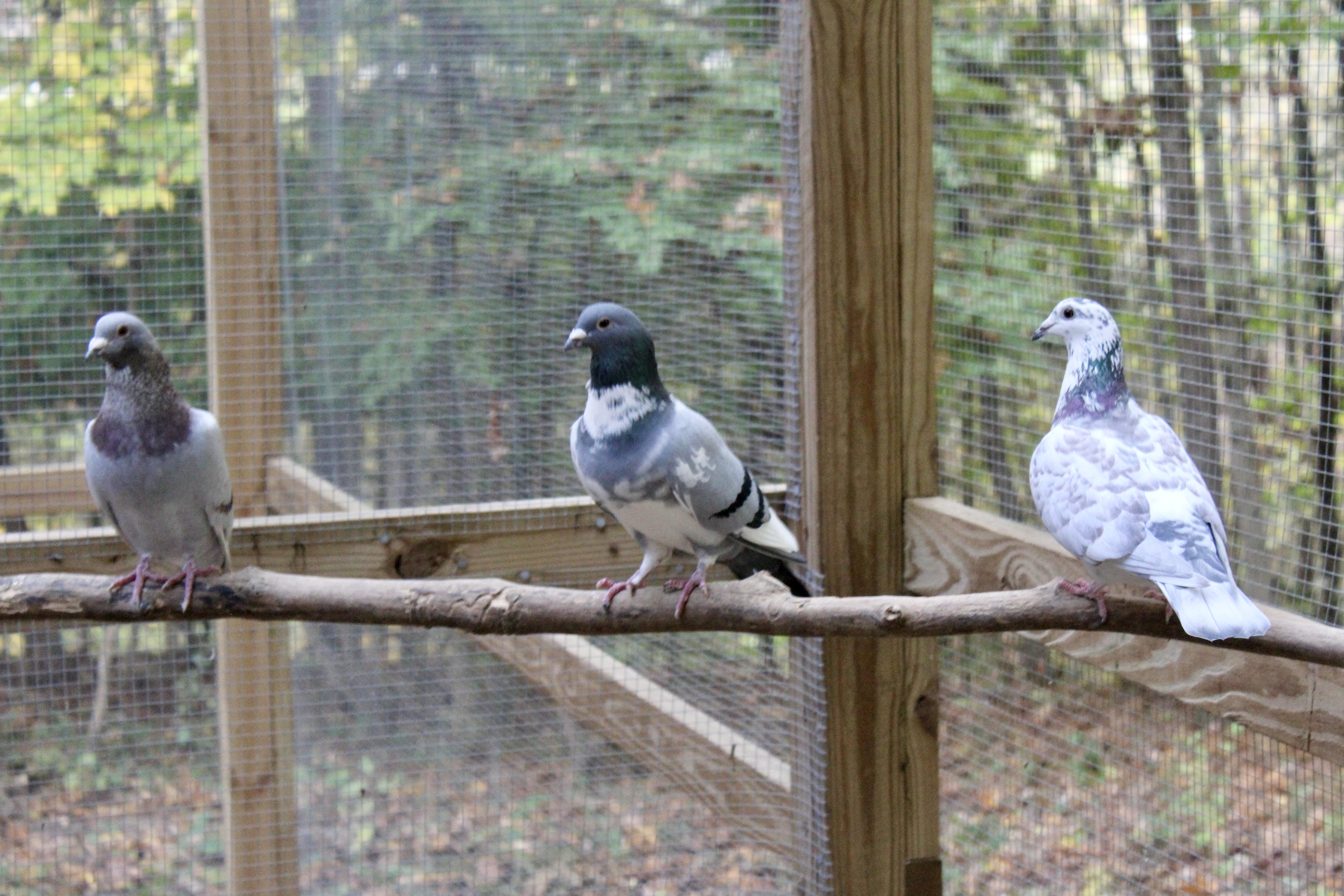 Three pigeons perch upon a stick within their caged enclosure.