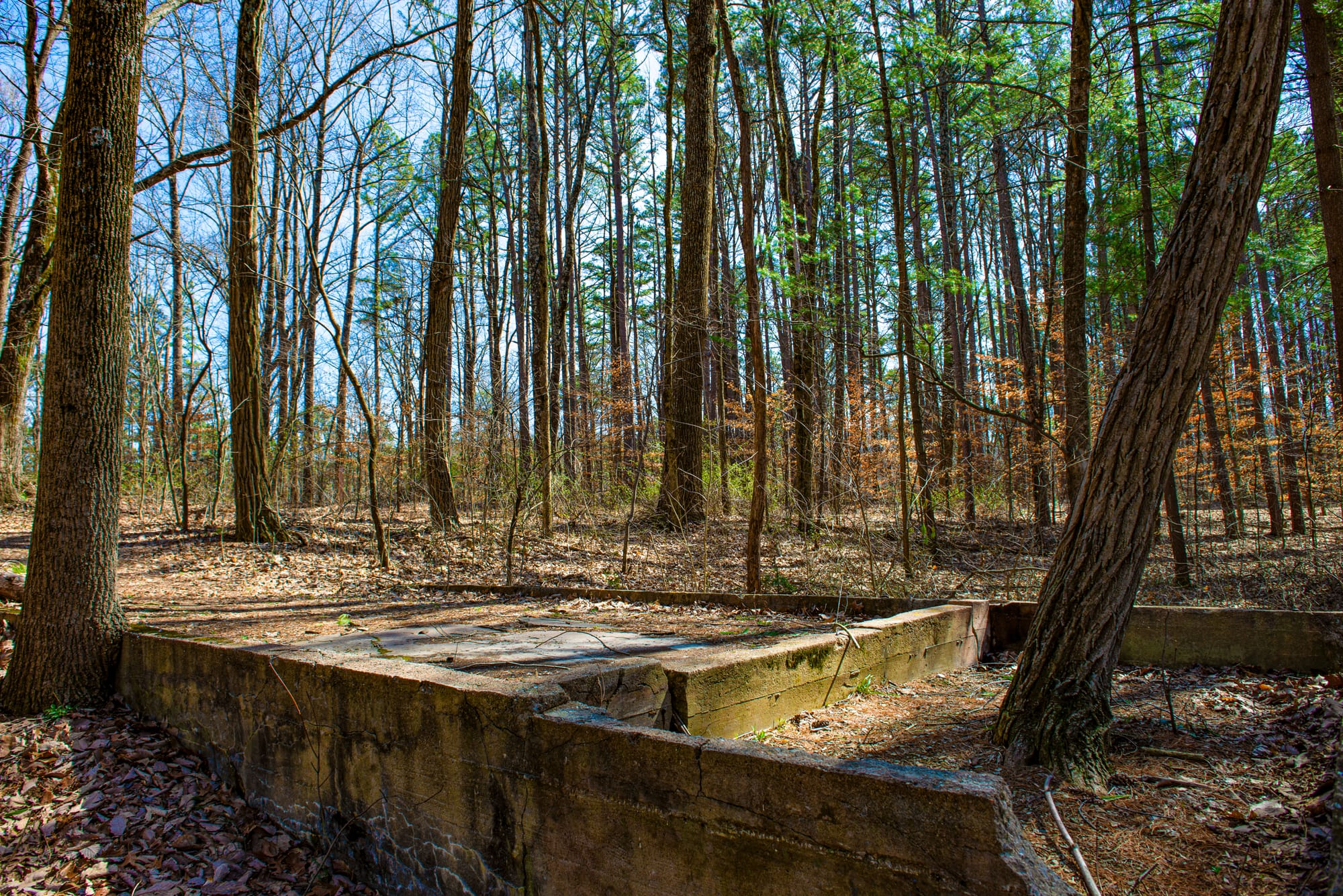the remains of a concrete foundation crumbling into the leaves and trees of the encroaching forest