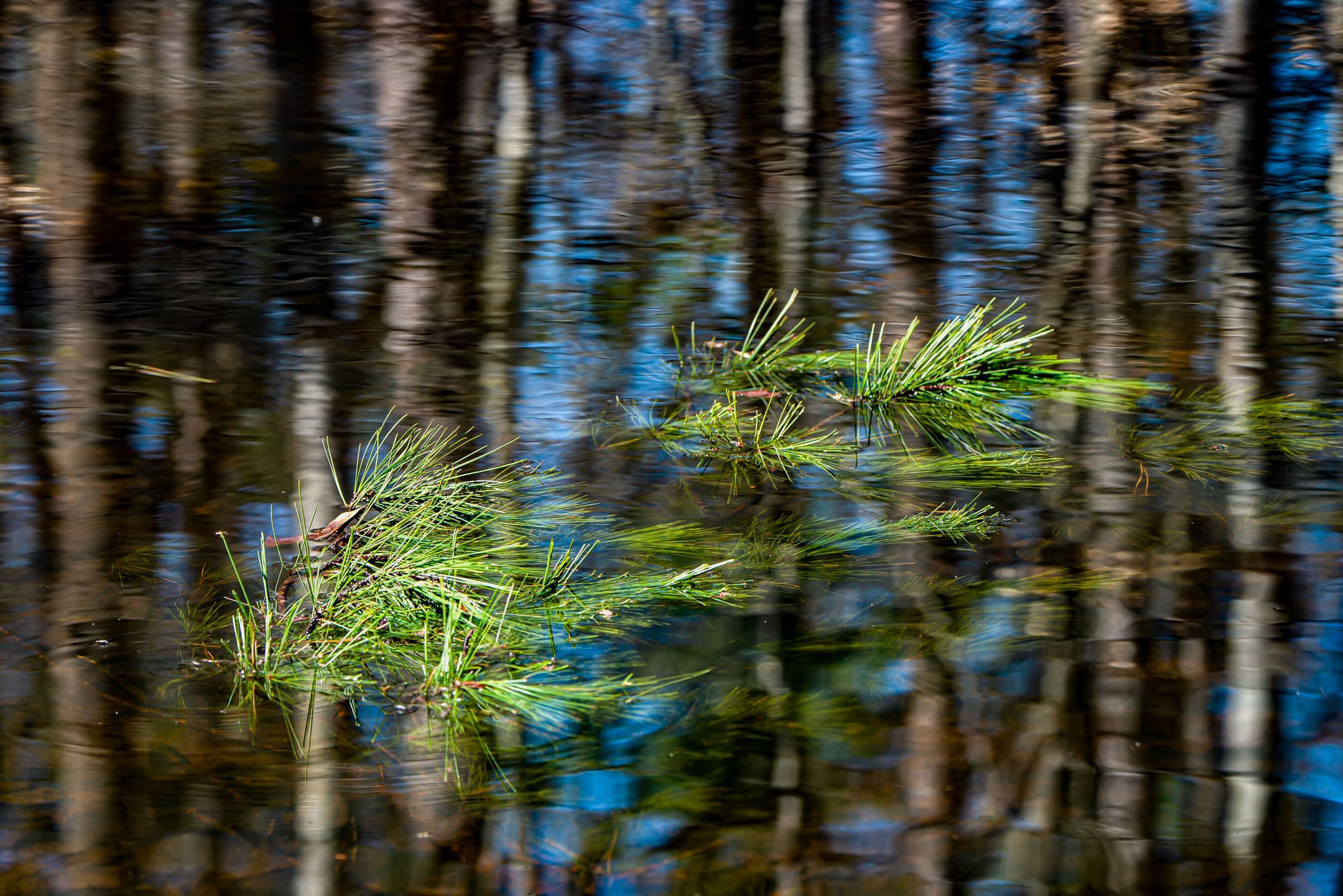 pine boughs floating in a pond