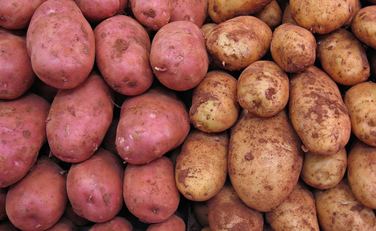 Red and gold potatoes