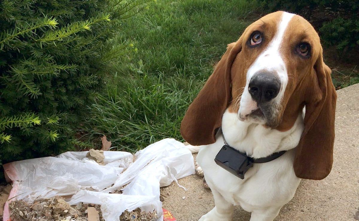 This photo of Norman, a 2-year-old male Bassett Hound, was posted on the Lost and Found Pets Facebook group wall after he wen