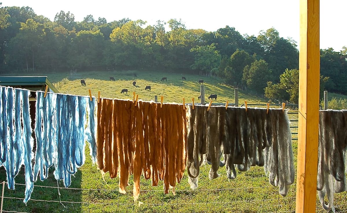 Plant-dyed wool dries on the sheep deck while the Marble Hill Farm cattle enjoy their evening graze. | Photo by Samuel Welsch