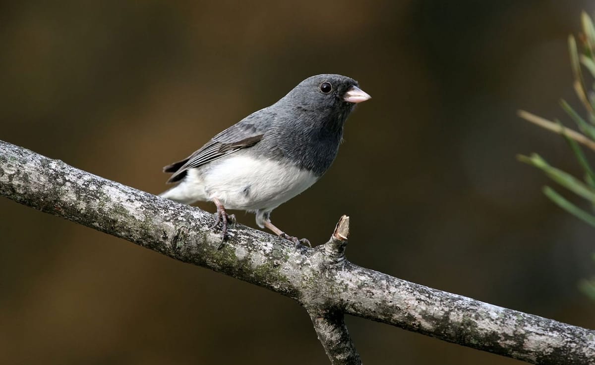 Indiana University Research Scientist Adam Fudickar studies animal behavior in response to climate change. “Many parts of the