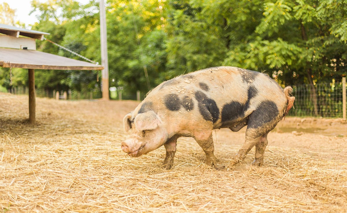 Some Hoosier farmers raise millions of animals that spend much of their lives in confinement — their sole existence in these