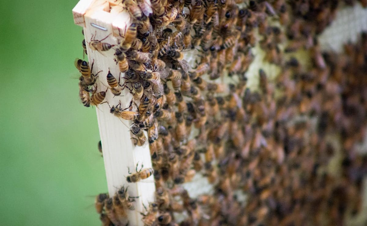 The plight of bees could also be the plight of the human race. When writer Erin Hollinden decided to start her own beehive, a
