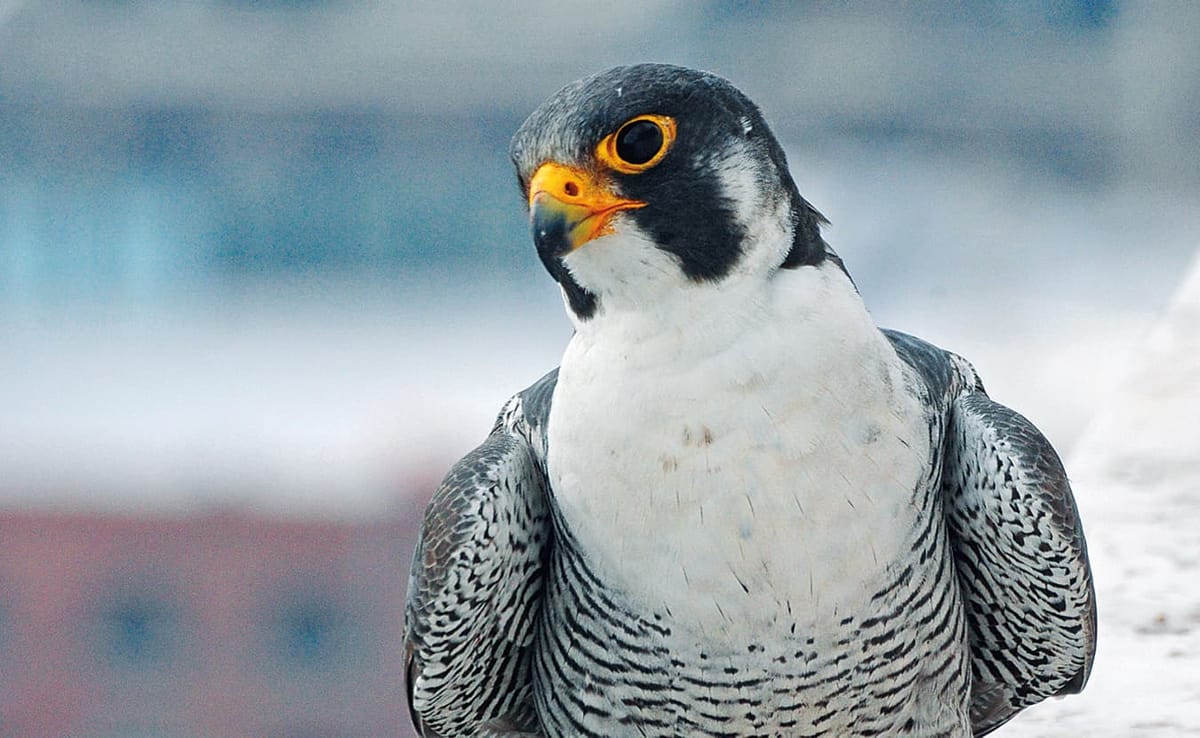 Peregrine Falcons in America have soared back from the brink of extinction since the 1960s, even in Indiana. Just as humans c