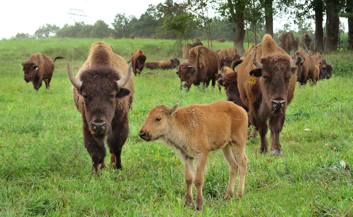 Over thousands of years and across diverse landscapes, Indigenous peoples developed traditional ecological knowledge about th