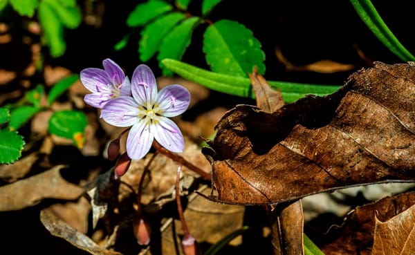These spring beauties on the Hoosier National Forest’s Nebo Ridge would be permanently protected under the Benjamin Harrison