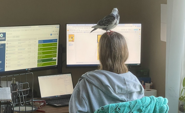 a teenage girl sits at a desk with two computer monitors and an open laptop. A pigeon perches on her head.