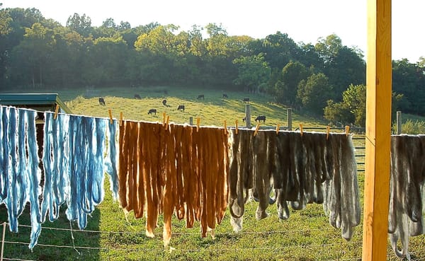 Plant-dyed wool dries on the sheep deck while the Marble Hill Farm cattle enjoy their evening graze. | Photo by Samuel Welsch