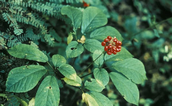 Ethical stewardship among diggers and careful monitoring by conservation officers have kept Indiana’s ginseng population rela