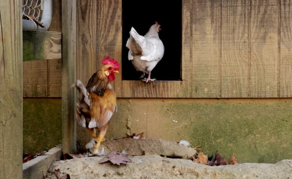 A decade ago, John built a coop in Brown County and moved his city chickens to the country. Since then, local chicken keepers
