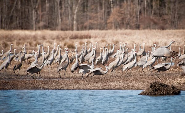 The stars of the 7th Annual Marsh Madness Sandhill Crane Festival at Goose Pond Fish and Wildlife Area in Greene County. Tens