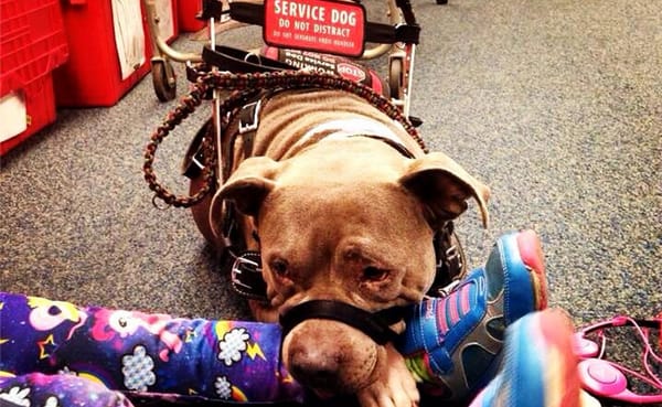 PupCake The Service Dog works with "her girl" on many things, including guide work, mobility, self-injury prevention, item re