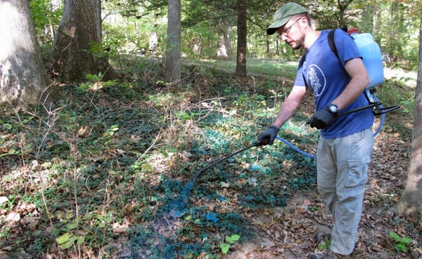John Lawrence, the assistant director of Sycamore Land Trust, sprays a patch of vinca near the Sycamore headquarters with her