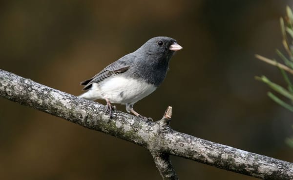 Indiana University Research Scientist Adam Fudickar studies animal behavior in response to climate change. “Many parts of the