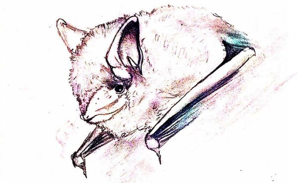 A tricolored bat is one of ten species of bats found in Indiana. Southern Indiana has some of the country’s largest roosting