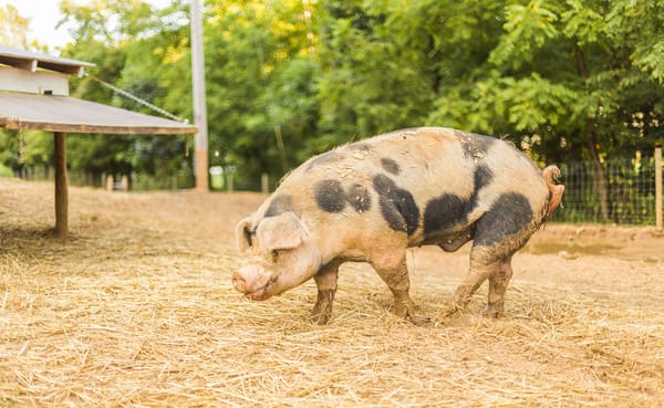 Some Hoosier farmers raise millions of animals that spend much of their lives in confinement — their sole existence in these