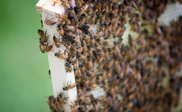 The plight of bees could also be the plight of the human race. When writer Erin Hollinden decided to start her own beehive, a