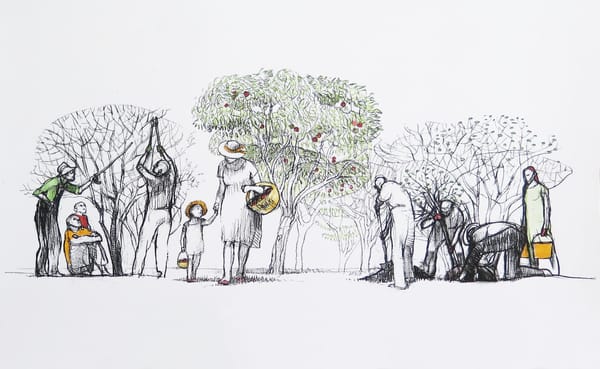 Since 2010, the Bloomington Community Orchard has grown from a grassy acre into a fully planted orchard. But its roots stretc