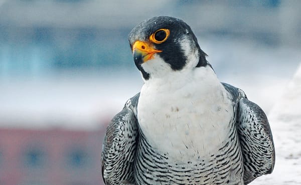Peregrine Falcons in America have soared back from the brink of extinction since the 1960s, even in Indiana. Just as humans c