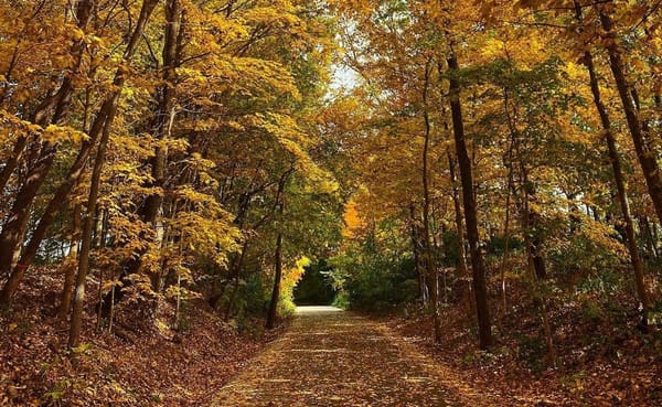 The Limestone Greenway south of Bloomington tunnels through a golden canopy in the fall. Faced with the escalating impacts of