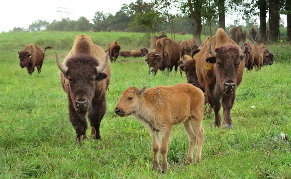 Over thousands of years and across diverse landscapes, Indigenous peoples developed traditional ecological knowledge about th