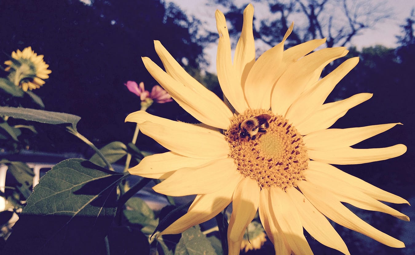 Native pollinators, such as the bumblebee, are also at risk. | Photo by Susan M. Brackney