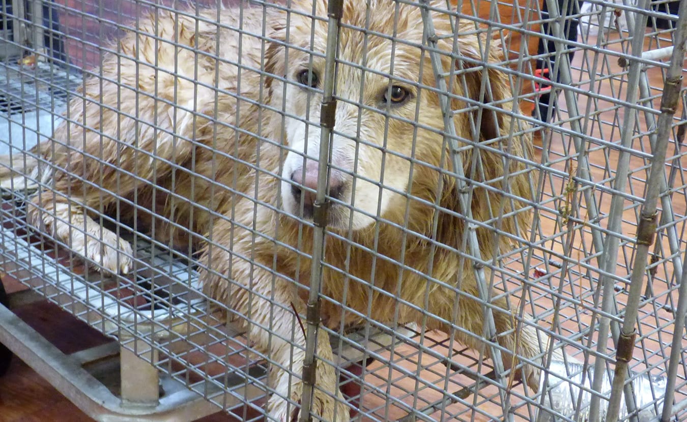 This photo of Timmy, a golden retriever, was taken by the City of Bloomington Animal Care and Control staff just after they humanely caught him near the College Mall. Animal Control Outreach Coordinator Emily Herr says he "is in foster care and is doing very well! He loves other dogs and is coming out of his shell more and more every day." | Photo courtesy of the City of Bloomington Animal Care and Control