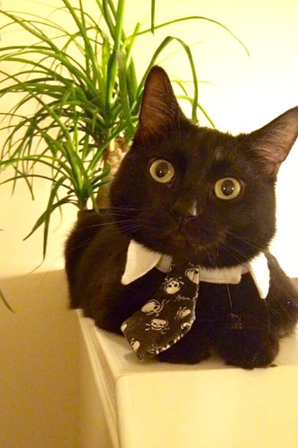 Salem is a 7-year-old indoor cat. She has been missing since late August on Bloomington's south side. | Courtesy photo