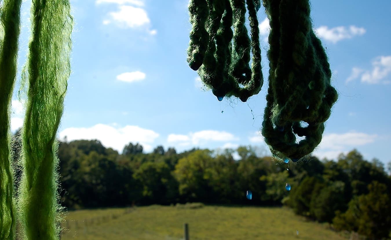 Blue drops of indigo solution drip from Whitney's handspun yarn. This yarn has been dyed first with marigold to create a yellow hue and then over-dyed to create green. The two-part process is necessary because, surprisingly, there are few plants that will produce a true green. | Photo by Samuel Welsch Sveen