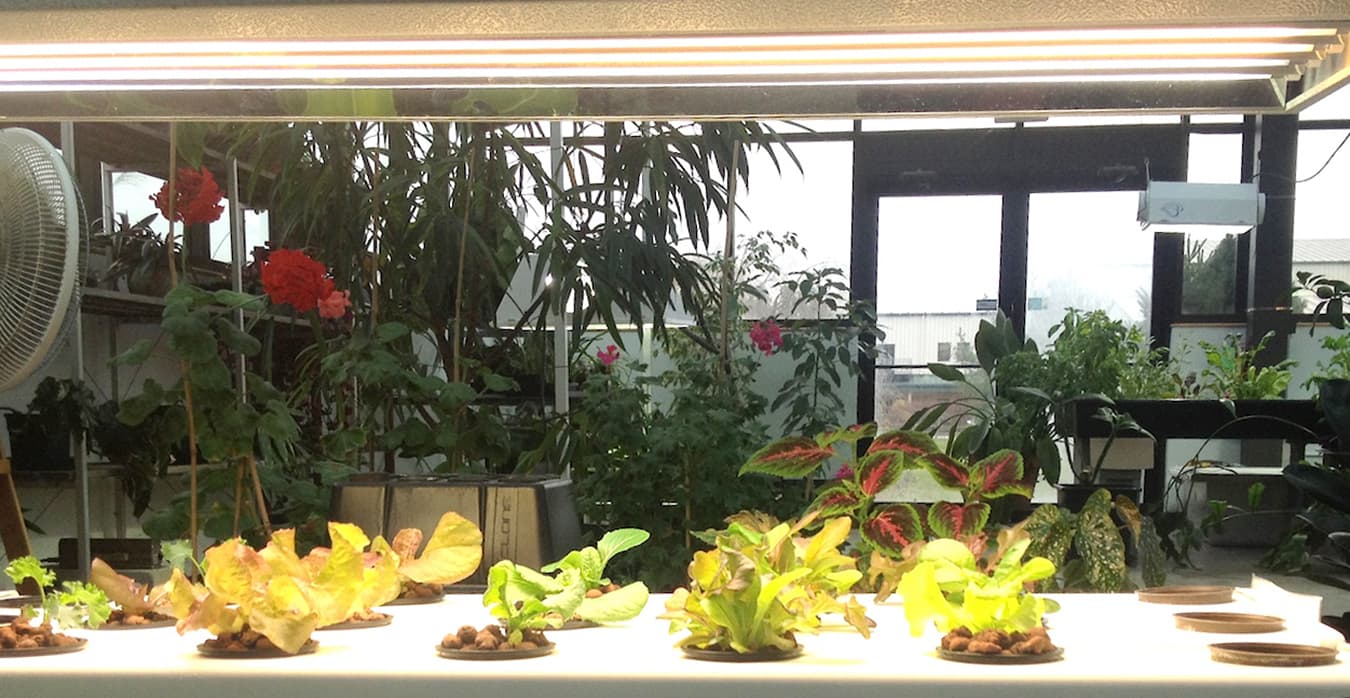 Assorted lettuces growing under grow lights in a hydroponics system at Worm's Way. | Photo by Susan M. Brackney