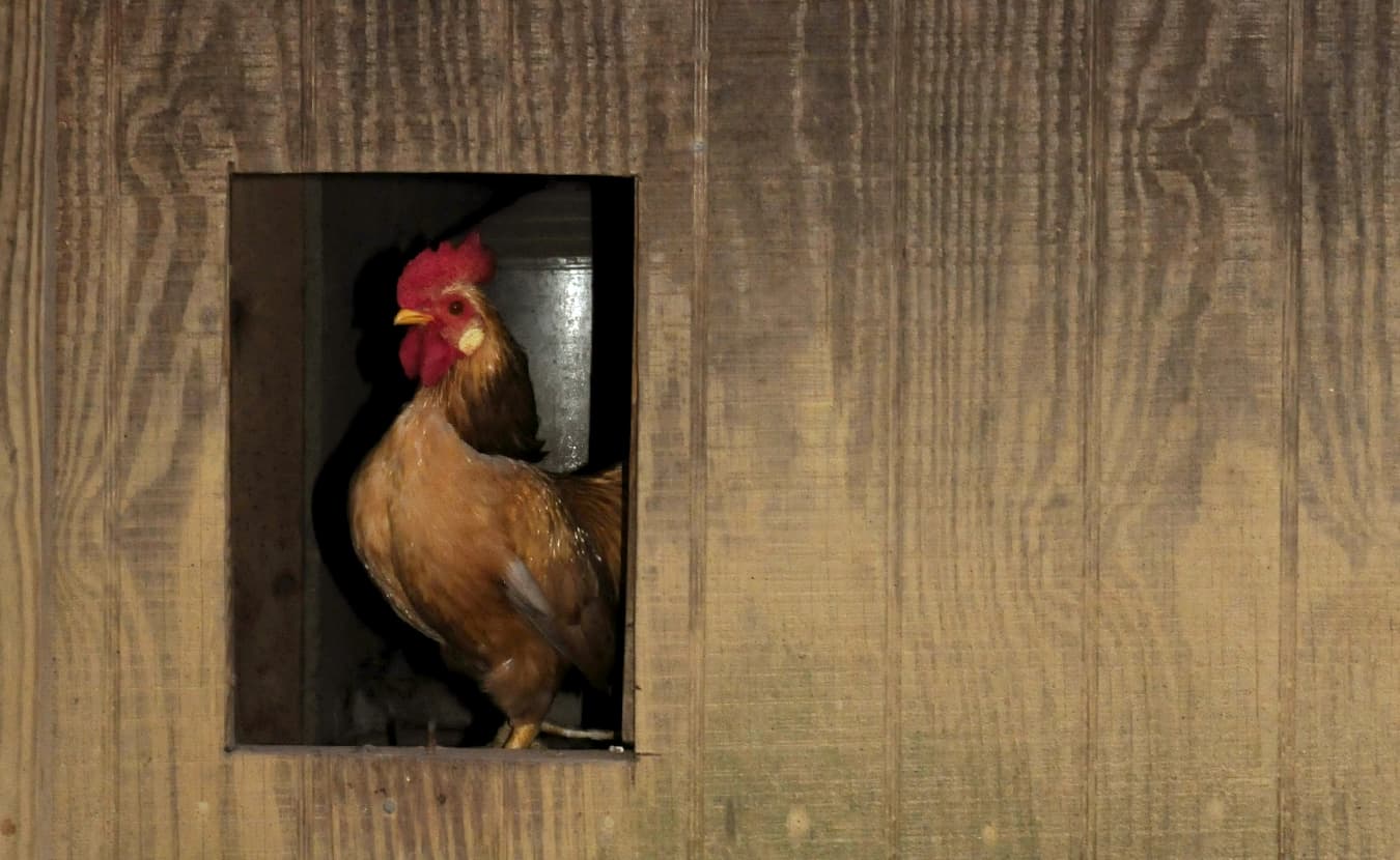 John says keeping chickens takes work and commitment, but he wouldn't change a thing. | Photo by Ann Georgescu