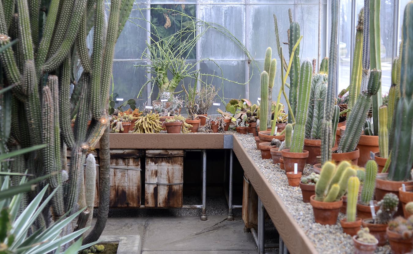 Cactus Room_web