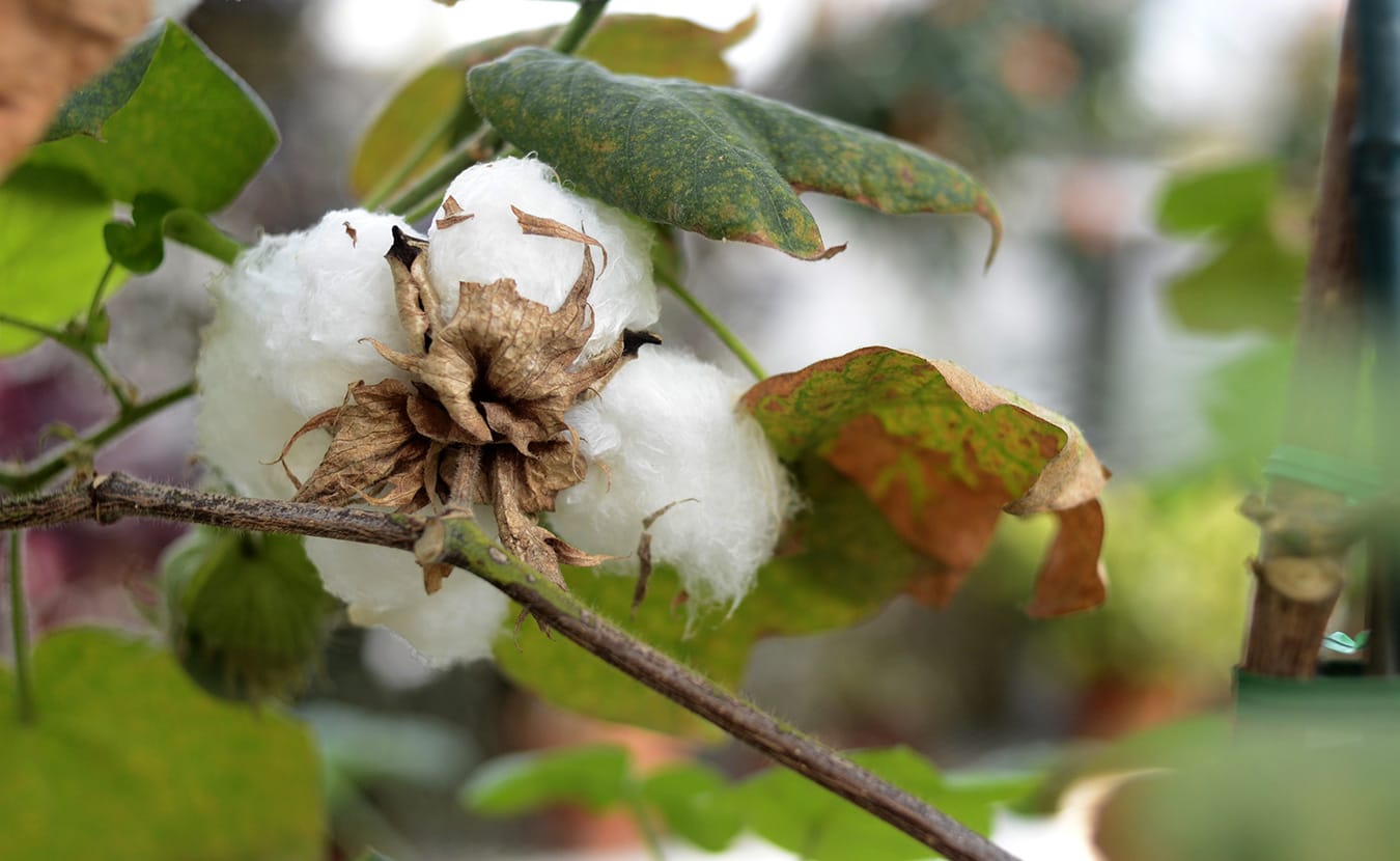 The greenhouses allow for plants, such as cotton, to flourish during weather they otherwise wouldn't be able to grow in. 