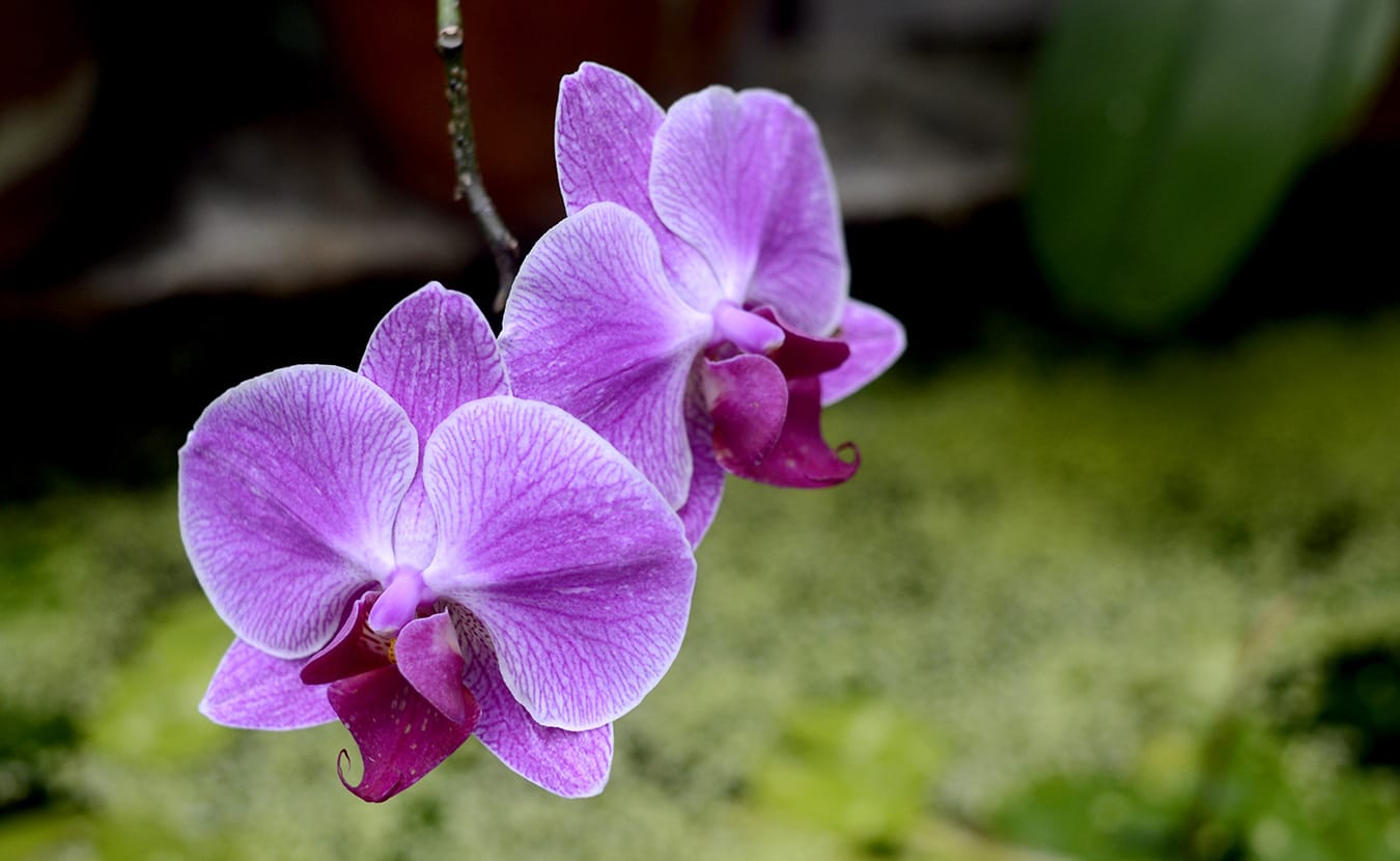 Purple Orchids_web