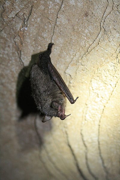 The Indiana bat, which is on both the Indiana and federal "endangered" lists, hibernates in caves but lives mostly in hardwood forests, crop fields, and grasslands. | Creative Commons, <a href="https://commons.wikimedia.org/wiki/File:Healthy_hibernating_Indiana_bat_(6830044052).jpg">U.S. Fish and Wildlife Service Headquarters</a>