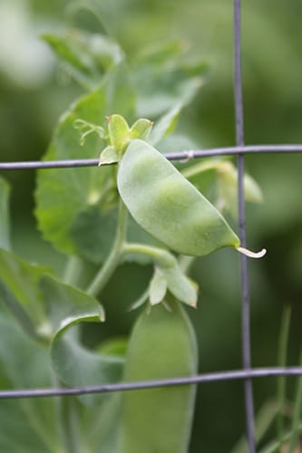 Pea vines twisted around the other vegetables in Jonna's garden, creating a "tropical rectangle of chaos." | Photo by Jonna Mary Yost