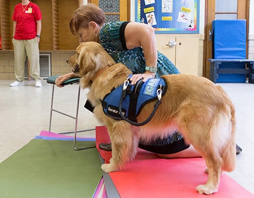 ICAN service dogs spend two years in training before working with a handler. They are taught a variety of tasks and exposed to as many situations as possible. | Photo by Liz Kaye Photography