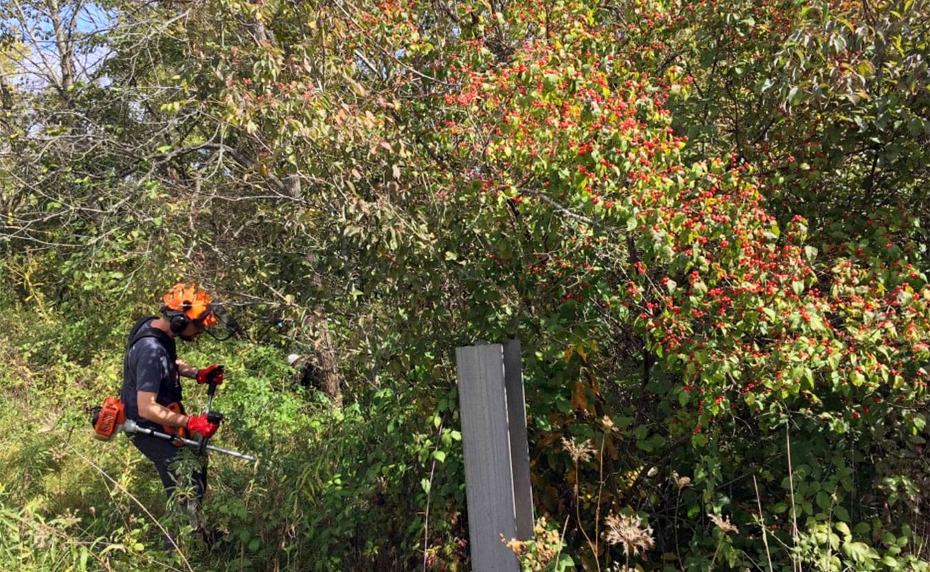 This is a particularly large bush with thousands of red berries. John Lawrence uses a motorized saw to cut it down. | Photo by Annie Corrigan, WFIU
