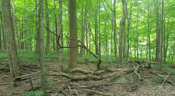 Maynard's kids love to play in the woods behind their house. | Photo by Troy Maynard