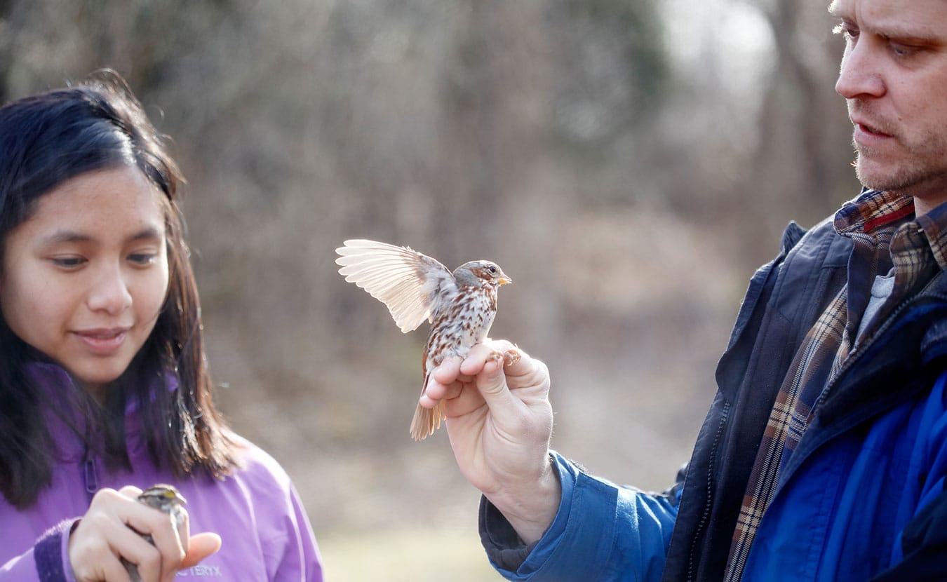 Fudickar and his students catch migratory birds in the Bloomington area. After banding and measuring the bird, they take a feather, which the bird will regrow, that allows them to estimate where the bird is migrating from. Most of the birds caught in the fall and winter in southern Indiana spend the summer in the boreal forests of Canada and Alaska and migrate south for the winter. Here, Bobay is holding a white-throated sparrow and Fudickar is holding a fox sparrow. Both birds are migrants that visit southern Indiana from October to April. | Photo courtesy Eric Rudd, Indiana University Communications
