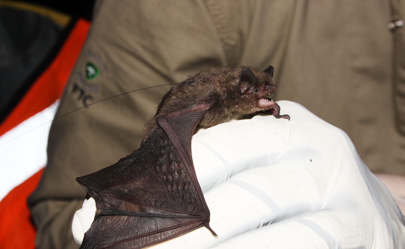 April McKay holds an Indiana bat, whose in-state population has dropped 27 percent since 2011. | Photo by Travis Brown
