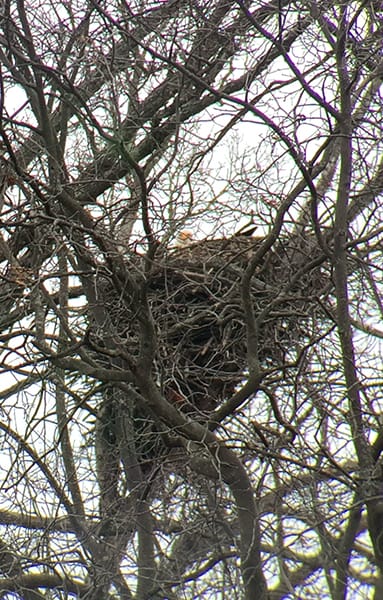 In late January, folks can participate in Eagles Over Monroe, an annual event celebrating the majestic birds of Lake Monroe. | Limestone Post