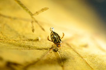 Discover the beauty of the insect world! Professor of Biology Roger Hangarter will have his photography on display, and the WonderLab has a variety of live insect habitats. Pictured here is a dragonfly (left) and a water beetle (above). | Photos by Roger Hangarter