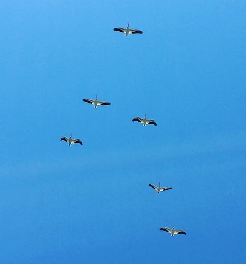 Until a few years ago, birders rarely saw American white pelicans in Indiana. Now they’re regular visitors to several locations along their migration routes. These stopped over at Goose Pond Fish and Wildlife Area in Greene County in April 2021. | Limestone Post