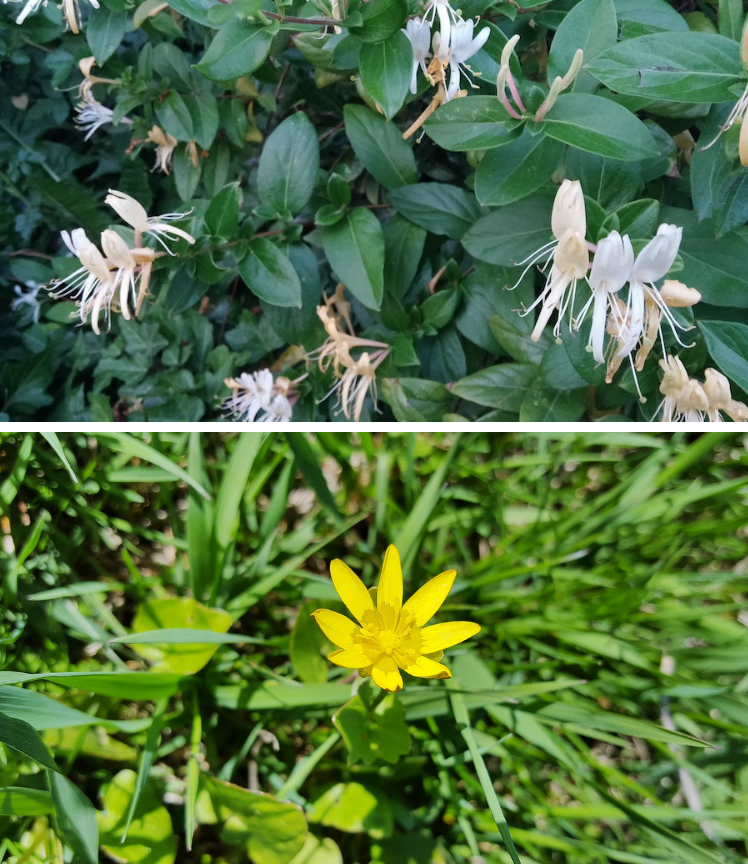 Invasive plants cause problems by outcompeting native plants for space and resources. Even on private property, their seeds are spread by birds, causing public parks and land to be inundated. (top) Asian bush honeysuckle. | Photo from <a href="https://www.pxfuel.com" target="_blank">pxfuel.com</a>; (bottom) Lesser celandine | <a href="https://www.geograph.org.uk/profile/93" target="_blank">Photo by Penny Mayes</a> [<a href="https://creativecommons.org/licenses/by-sa/2.0/deed.en" target="_blank">CC B/Y-SA 2.0</a>] 