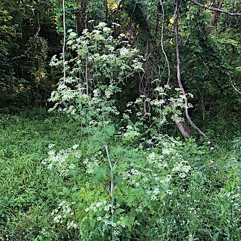 Poison hemlock along a trail in Bloomington. | Photo by Mary Welz, MC-IRIS
